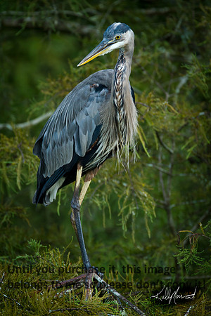 GreatBlueHeronNature-LakeMartin-1063