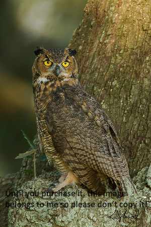 HornedOwl-StMartinville-4501
