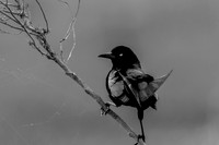 cameron_blackbird_03-24-18_kelly-morvant-photography_3052_bw