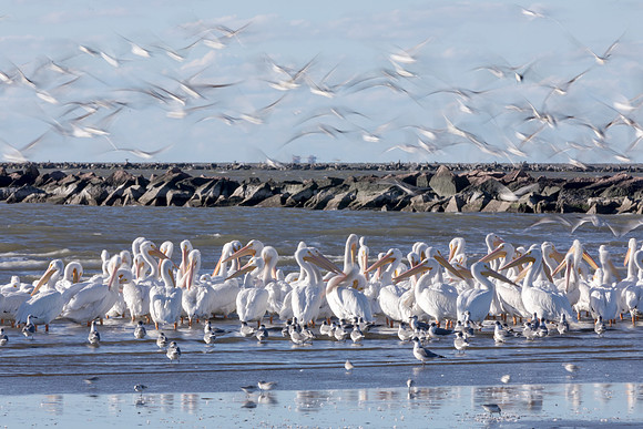 cameron-jettys-gulf_white-pelicans_11-03-18_kelly-morvant-photography-6746