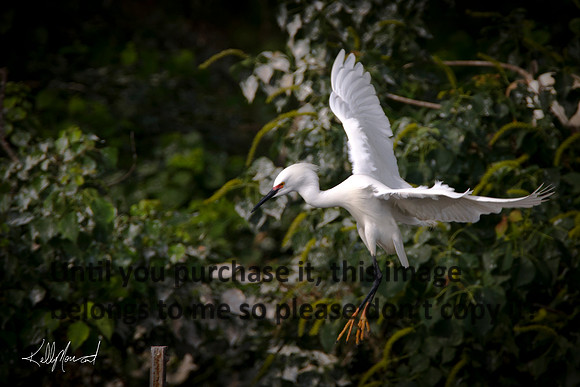 SnowyEgretFlying-9453