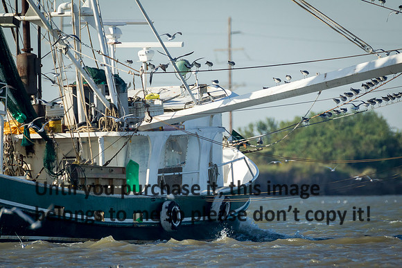 shrimp-boat_southern-lady_cameron-louisiana_kelly-morvant-photography_10-23-14-6614