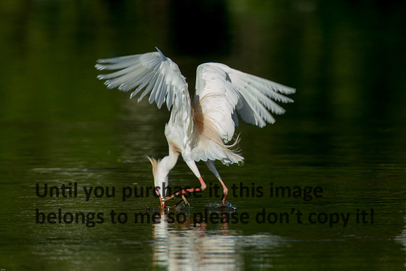 Cattle Egret - Breeding Plumage_Jefferson Island La-05-03-14-0206