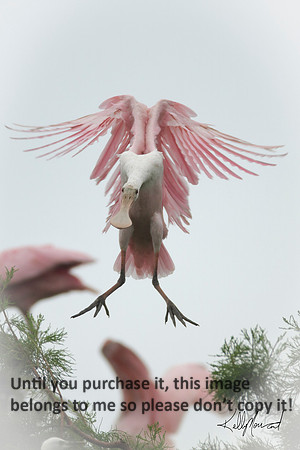 RoseateSpoonbillFlyingJeffersonIsland-8849