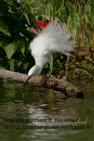 SnowyEgretDrinkingWater-9591