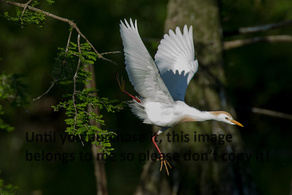 Cattle Egret - Breeding Plumage_Jefferson Island La-05-03-14-0186