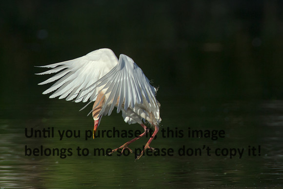 Cattle Egret- Breeding Plumage_Jefferson Island La-05-03-14-0024