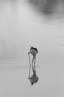 black-necked-stilt_cameron-la_2015_kelly-morvant-photography_2251_bw