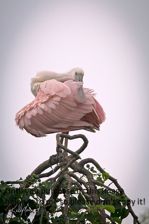 RoseateSpoonbillPreeningYoungJeffersonIsland-8976