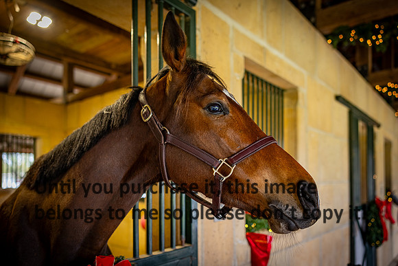 harley-melancon_robert-gardes_12-16-23_kellysheadshots.com-16301