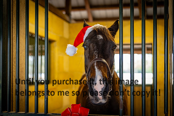 harley-melancon_robert-gardes_12-16-23_kellysheadshots.com-16323