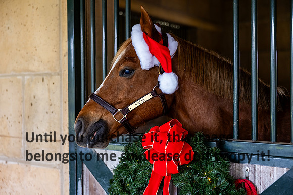 harley-melancon_robert-gardes_12-16-23_kellysheadshots.com-16469