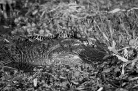 baby_alligator-on-mother_lake_martin_kelly-morvant-photography_9141_bw