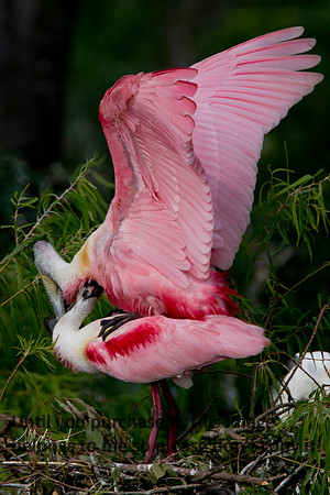 RoseateSpoonbillsFornicating-9612