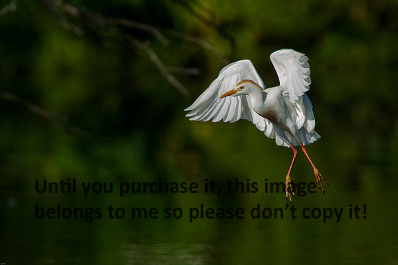 Cattle Egret - Breeding Plumage_Jefferson Island La-05-03-14-0172