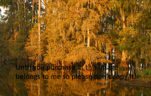 Cypress Trees_8704