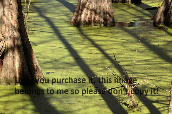 Shadows on Duckweed Lake Martin_8417