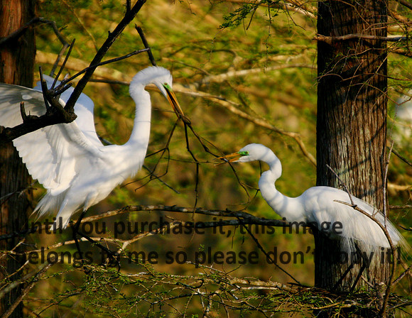 Egrets Making Nest02