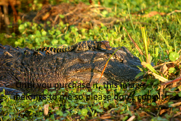 Baby Alligator on Mother Lake Martin_9141