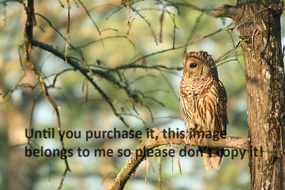 Barred Owls050