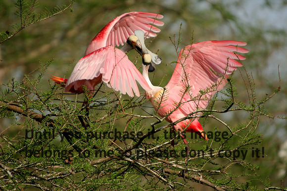 Roseate Spoonbills Fighting Lake Martin_6292