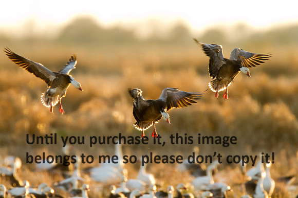 Geese - Blue - Triplets Coming In - Kaplan-6237