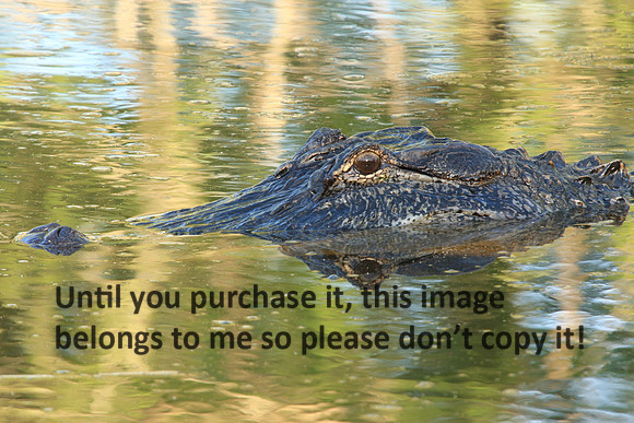 Alligator Nature Image_5574