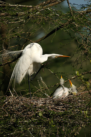 Great Egret & Babies Lake Martin_6615
