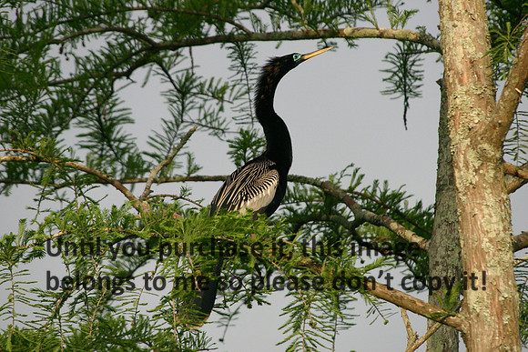 Anhinga Lake Martin_4015