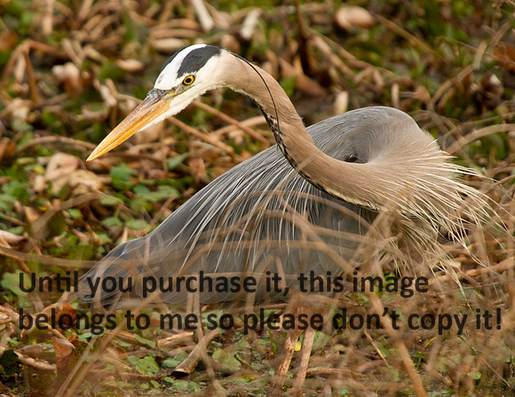 GreatBlueHeron17X22-9700