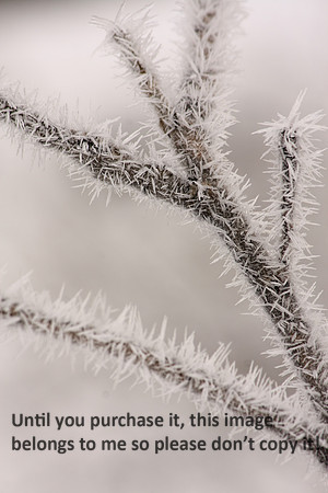 Hoar Frost Yosemite Nature Image_0072