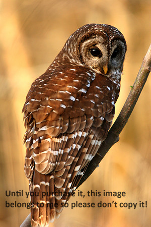 Barred Owl Lake Martin_6095