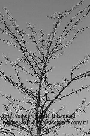 Thorns B&W Nature Imae_9744