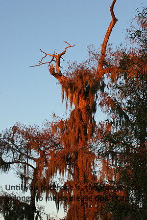 Cypress Tree Red Moss Nature Image_1639