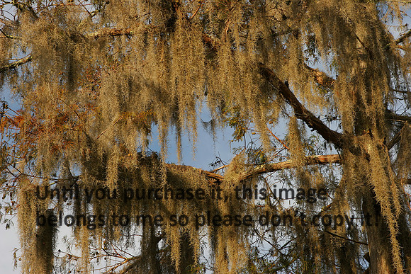 Moss Blue Sky Nature Image_0633