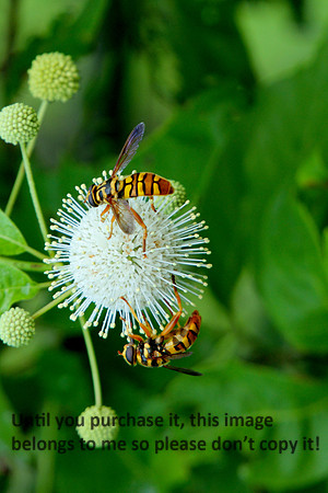 Wasps on Flower Lake Martin_1096