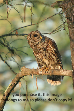 Barred Owl Lake Martin_6542