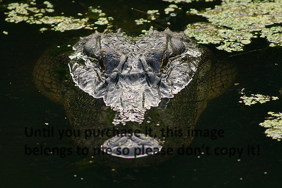 Alligator Close Up Nature Image_6074