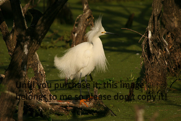 Snowy Egret_7365