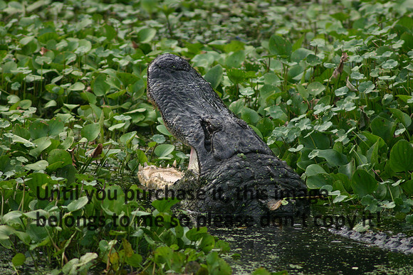 Alligator Mouth Wide Lake Martin_6036