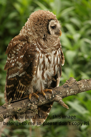 Barred Owl Immature Lake Martin_9102
