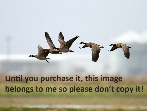 Canada Geese - 5 Fly By - Gueydan-4545