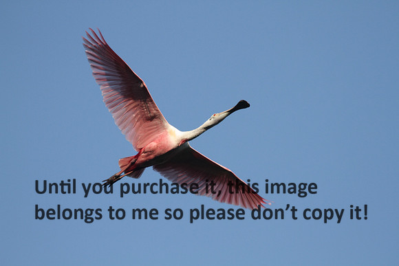 Roseate Spoonbill Flying_1994