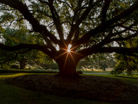 JeffersonIsland-LiveOak-Sunburst-1465