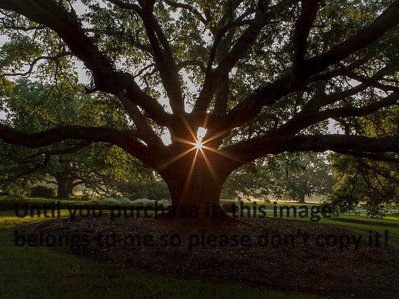 JeffersonIsland-LiveOak-Sunburst-1465