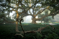 Cleveland Oak Trees_Jefferson Island_Kelly Morvant Photography_07-19-14-9556