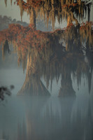 cypress_tree_reflection_moss_swamp_lake-martin_11-25-19_kellysheadshots.com_-0088