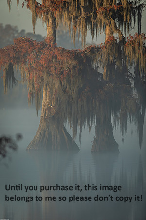 cypress_tree_reflection_moss_swamp_lake-martin_11-25-19_kellysheadshots.com_-0088