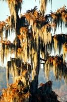 cypress-tree_moss_swamp_lake-martin_11-25-19_kellysheadshots.com_-0169 (1)
