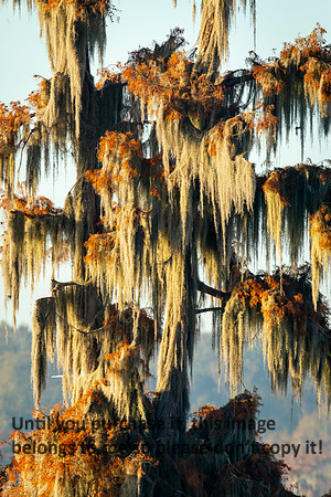 cypress-tree_moss_swamp_lake-martin_11-25-19_kellysheadshots.com_-0169 (1)